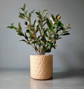 Olive Bush