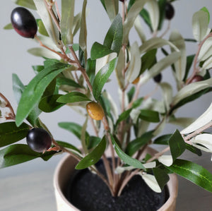 Olive Bush