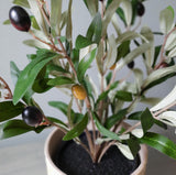 Olive Bush