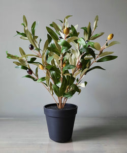 Olive Bush