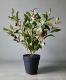 Olive Bush