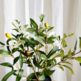 Olive Bush